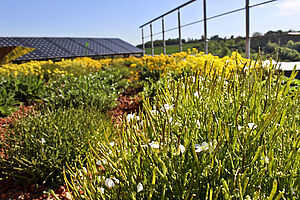 ZinCo Bienenweide